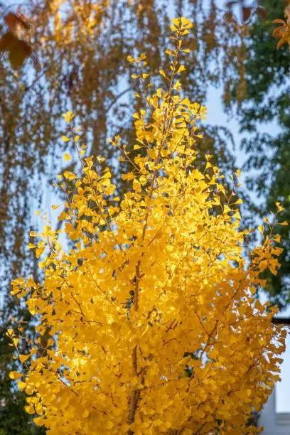 A vertical shot of yellow-leaves tree on a sunny day