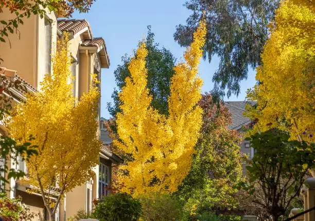 A beautiful shot yellow-leaves trees on a sunny day