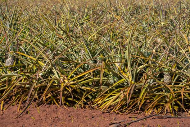 istock Closeup of a pineapple plantation in Hawaii 1463372241