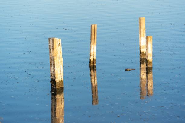 Free Stock Photo of Wooden Posts Emerging From Water | Download Free ...