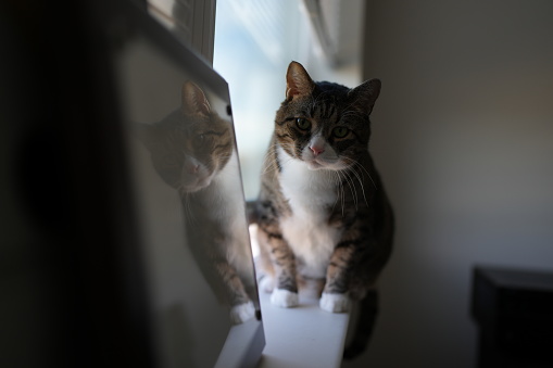 An American shorthair cat sitting on a windowsill and reflecting on the surface.