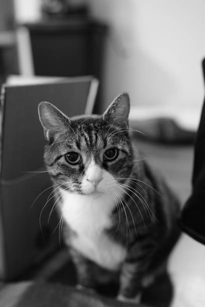 istock Grayscale shot of a cat 1463373007