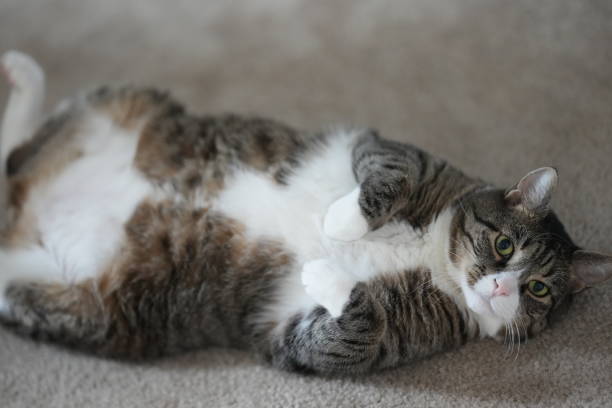 istock Closeup shot of a lying cat 1463373018