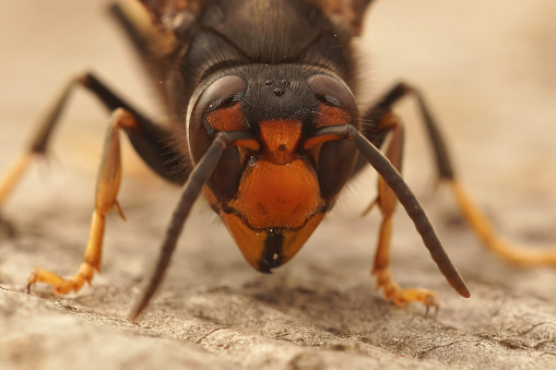 Facial closeup on a worker Asian long legged predatory hornet, Vespa velutina sitting on a piece of wood in Southern France