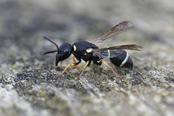 istock Closeup on a small black and white potter wasp, Microdynerus exilis, sitting with open wings o 1463373160