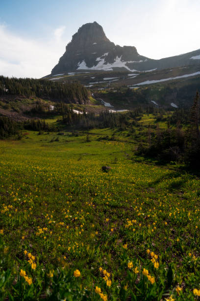 istock Vertical shot of green landscape 1463373201
