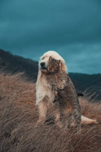 A vertical shot of a cute Bobtail dog and a cat together standing in the grass on a gloomy day