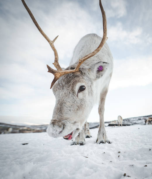 istock Closeup shot a deer in snowy landscape 1463373645
