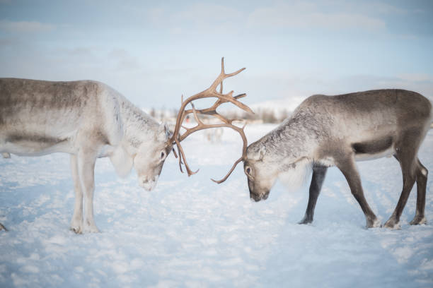istock Closeup shot a deer in snowy landscape 1463373649