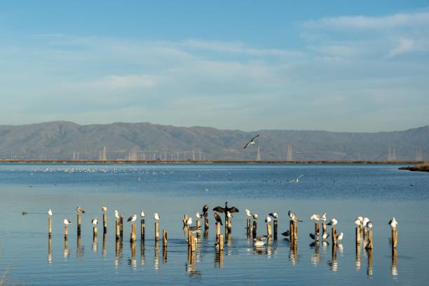 istock Seagulls perched on wooden logs in the river at daytime 1463373711