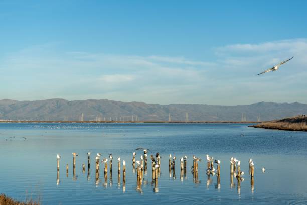 istock Seagulls perched on wooden logs in the river at daytime 1463373715