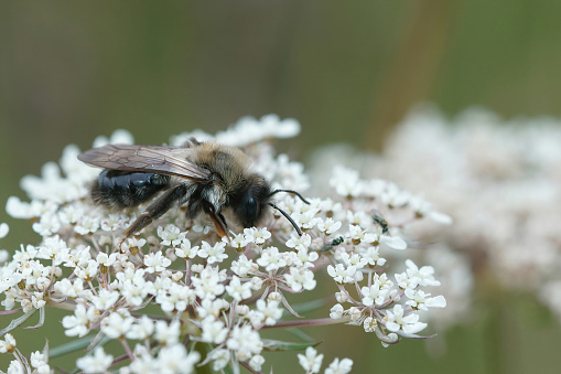 Closeup on a fluffy female Grey-backed mining bee, Andrena ventralis ona white flower inthe field