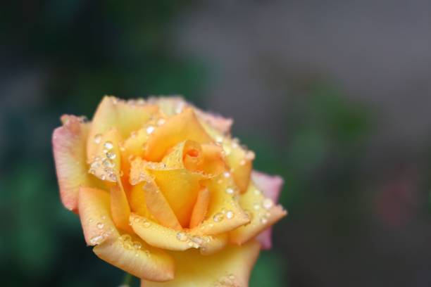 istock Beautiful yellow rose in bloom with water droplets on it 1463373878