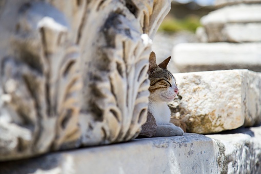 A beautiful closeup of a cat next to the ruin of the column in the Ephesus