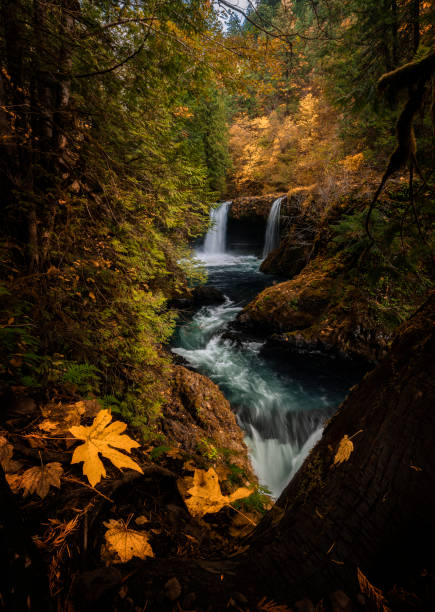 istock Vertical shot of waterfall in the forest 1463374927