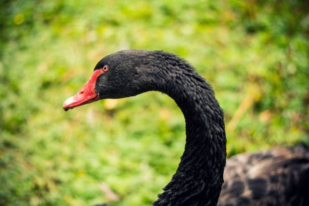 istock Selective shot of a black swan (Cygnus atratus), with its red beak 1463375628