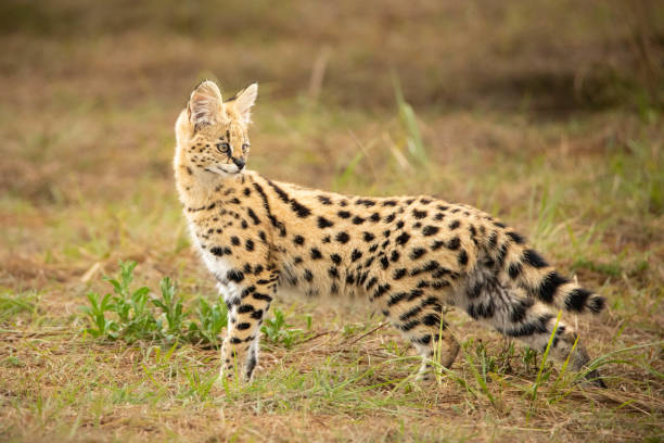 istock Closeup of a Serval in a forest 1463376353