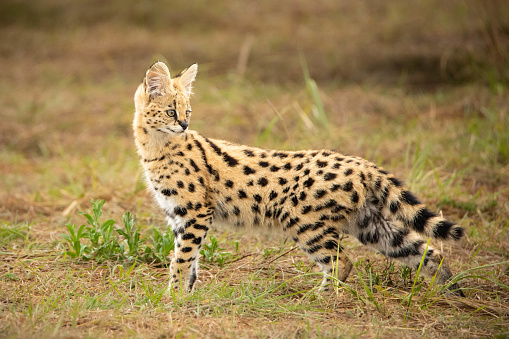 A closeup of a Serval in a forest