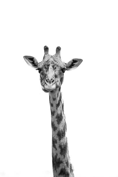 Giraffes in the Serengeti. Giraffe in Africa. African giraffes in the National Park. Giraffe in Tanzania.