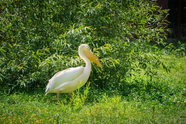 istock Large white pelican bird standing in the grass on a sunny day 1463376439