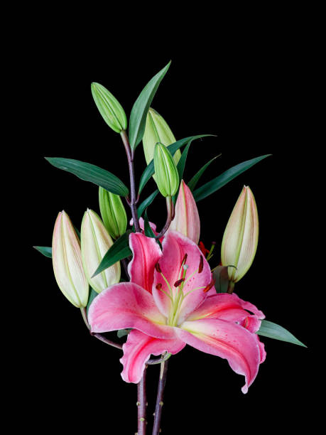 istock Vertical shot of pink lily isolated in black background 1463376568