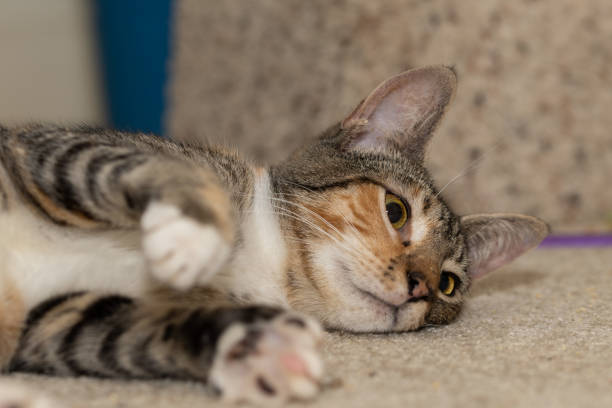 istock Closeup of a cute cat in a room 1463377172