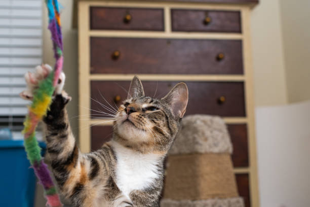 istock Closeup of a cute cat in a room 1463377191