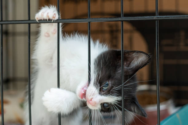istock Closeup of a cute kitten in a room 1463377221