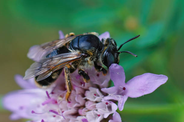 istock Closeup on a rather large solitary bee, Melitturga clavicornis, drinking nectar from a pink flower 1463377285