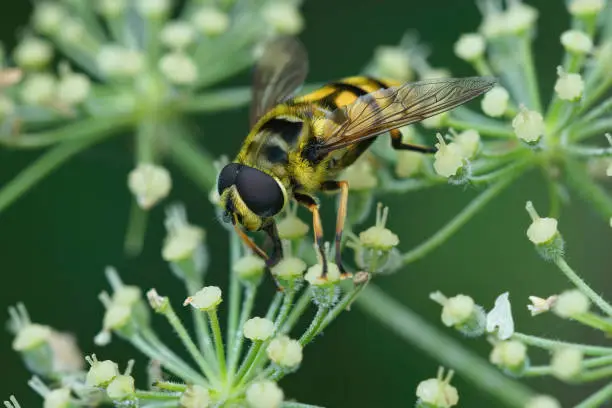 Closeup of the yellow haired or Batman hoverfly, Myathropa florea in the garden