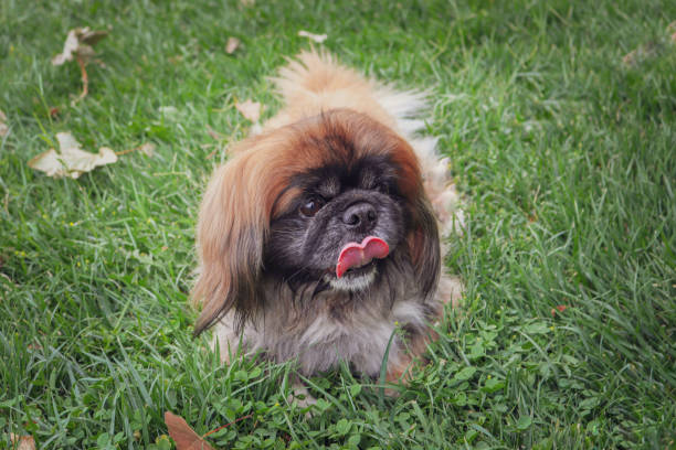 istock cute dog in the park 1463377292