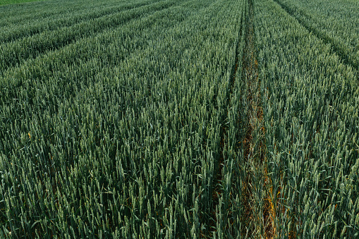 Unripe common wheat field from drone pov, high angle view aerial photo of cereal crops plantation