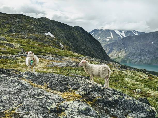 istock Beautiful view of two mountain sheep grazing on rocky cliffs 1463377843