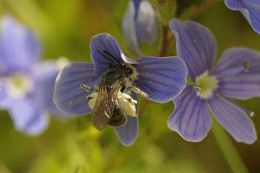 Closeup on the rare and endangered green mining bee, Andrena viridescens, collecting pollen from blue flowers of Veronica chamaedrys