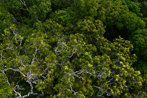 Many trees are in flower in this aerial view of Cairns Rainforest. Grey branches contrast with the green canopy and pale flowers.