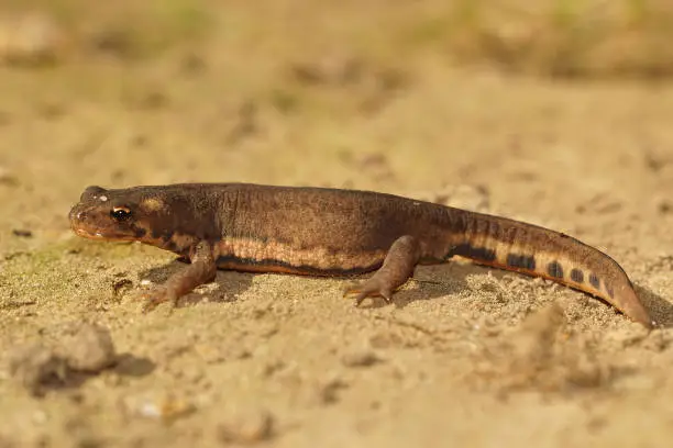 Closeup on an adult terrestrial female Northern banded newt, Ommatotriton ophryticus sitting on a ground
