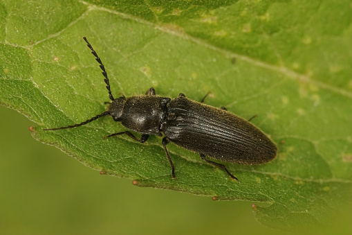Closeup on a dark colored clikking beetle, Hemicrepidius niger, sitting on a green leaf in the field