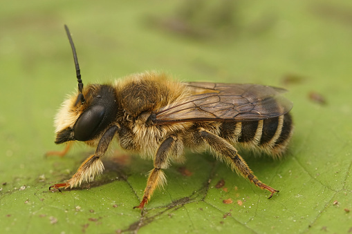 Closeup on a hairy banded mud bee, Chalicodoma ericetorum, sitting on a green leaf in he garden