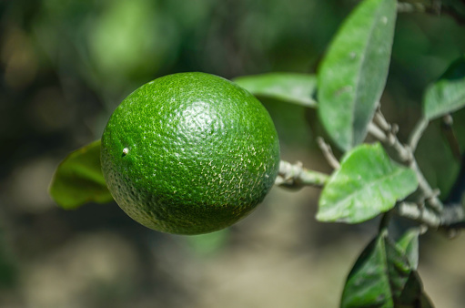Single Lime On A Branch