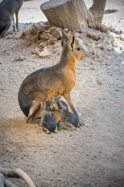 istock Vertical shot of a Patagonian mara (Dolichotis patagonum) feeding it's babies 1463378149