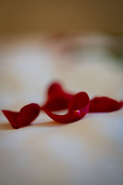 A closeup of red rose petals on a white surface