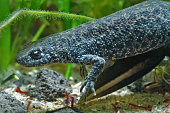 nahaufnahme-eines-graviden-balkankammmolches-triturus-ivanbureshi.jpg?b=1&s=170x170&k=20&c=Vj002cZdxTkBdnZTJLbnWLvEVqY5GFo5G2c1MZF1IVI=