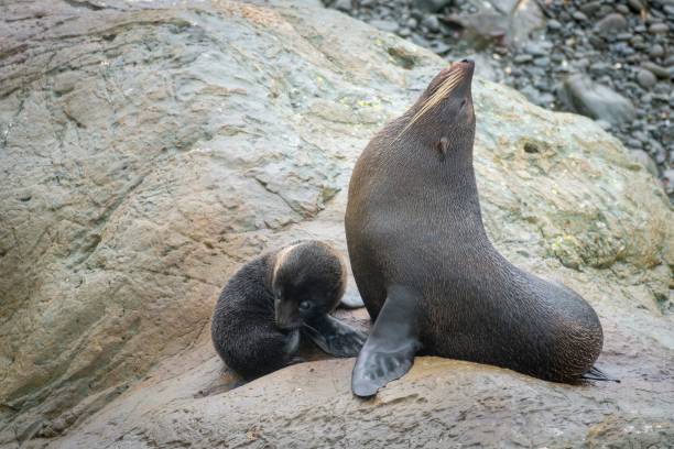istock View of sea lions perching on rock 1463378931