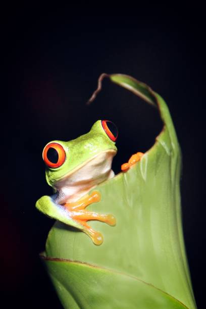 istock Closeup of frog perching on plant 1463379118
