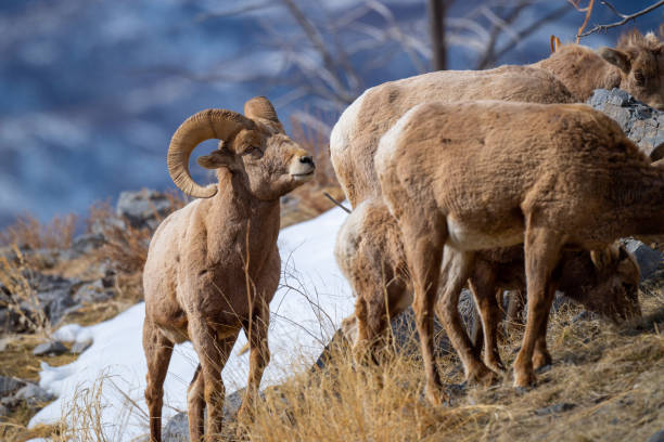 istock Selective of a snow sheep (Ovis nivicola) in a dry field 1463380660