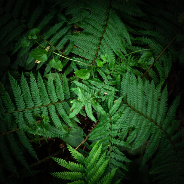 istock green fern plant close up 1463381212