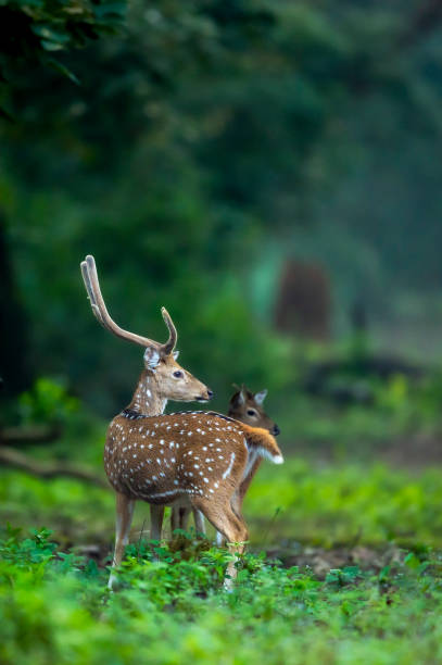 großes geweihmännchen geflecktes reh oder chital oder axis hirsch oder axis axis im wilden natürlichen grünen hintergrund im winter outdoor-wildtiersafari im dhikala jim corbett national park forest uttarakhand indien - jim corbett nationalpark stock-fotos und bilder