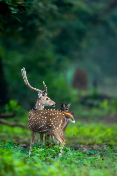 big antler male spotted deer or chital or axis deer or axis axis in wild natural green scenic background in winter outdoor wildlife safari at dhikala jim corbett national park forest uttarakhand india - jim corbett national park 個照片及圖片檔