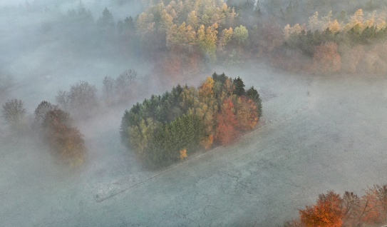Vista aérea de árboles misteriosos rodeados de niebla photo