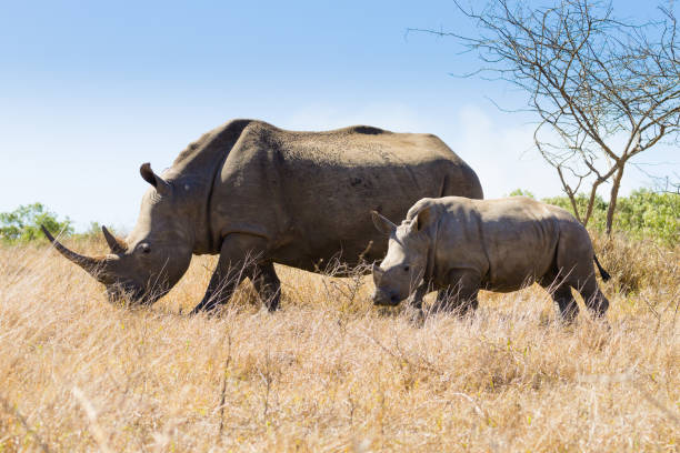 piękne ujęcie samicy białego nosorożca ze szczeniakiem w afryce południowej - nosorożec biały zdjęcia i obrazy z banku zdjęć